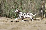 DALMATIEN 022